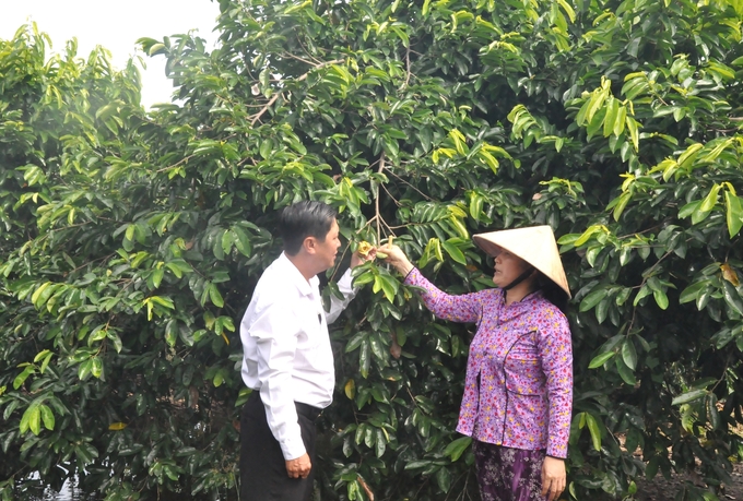 Ms. Tran Thi Thuy Tien converted her family's ineffective rice-growing area to growing soursop with pond apple-grafted roots, bringing in many times higher income. Photo: Trung Chanh.