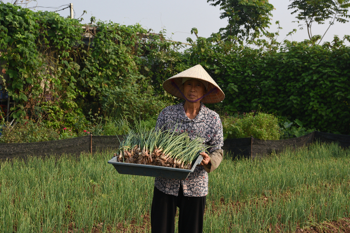 Thu hoạch hành ở trang trại hữu cơ Gen Xanh (huyện Phúc Thọ, TP Hà Nội). Ảnh: Dương Đình Tường.