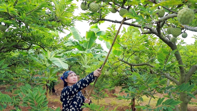 Hiện nay, nông dân ngày càng chú trọng sử dụng thuốc BVTV nguồn gốc sinh học. Ảnh: Nguyễn Thành.