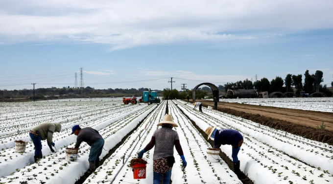 Farm workers labor in a strawberry field on August 5, 2022 near Ventura, California. The Environmental Protection Agency will continue to allow pesticide chlorpyrifos, which has been linked to developmental harm in children, to be used on 11 crops including strawberries.