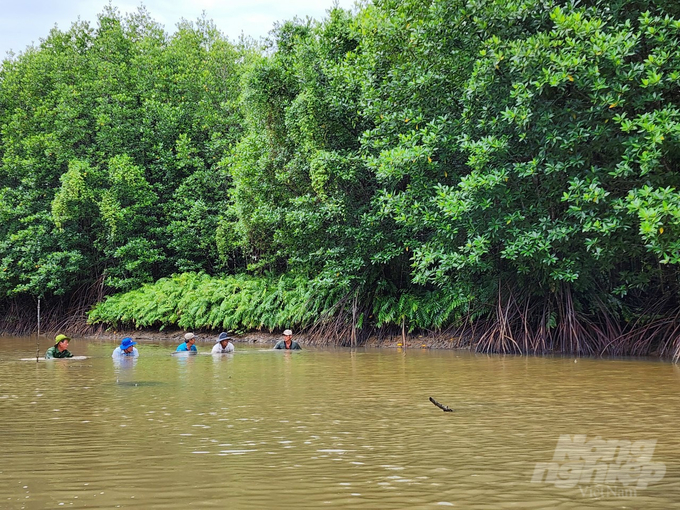 With the forest shrimp farming model, residents achieve sustainable economic development while effectively protecting forests. Photo: Trong Linh.