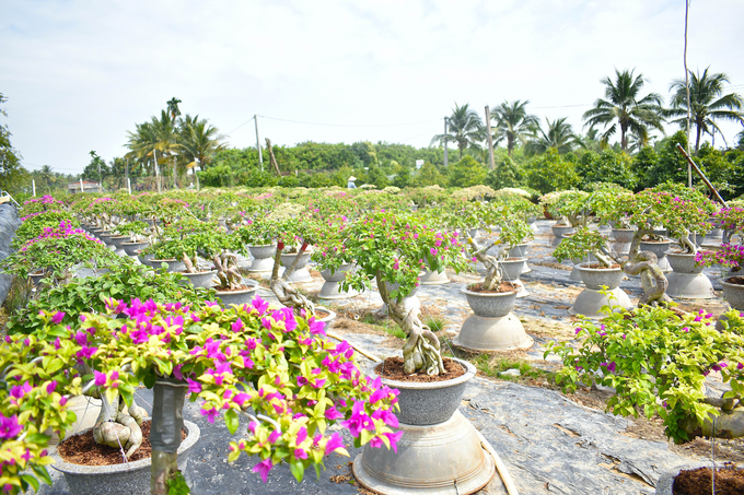 Hoa kiểng là thế mạnh giúp nâng cao thu nhập cho người dân Hưng Khánh Trung B. Ảnh: Kiều Nhi.