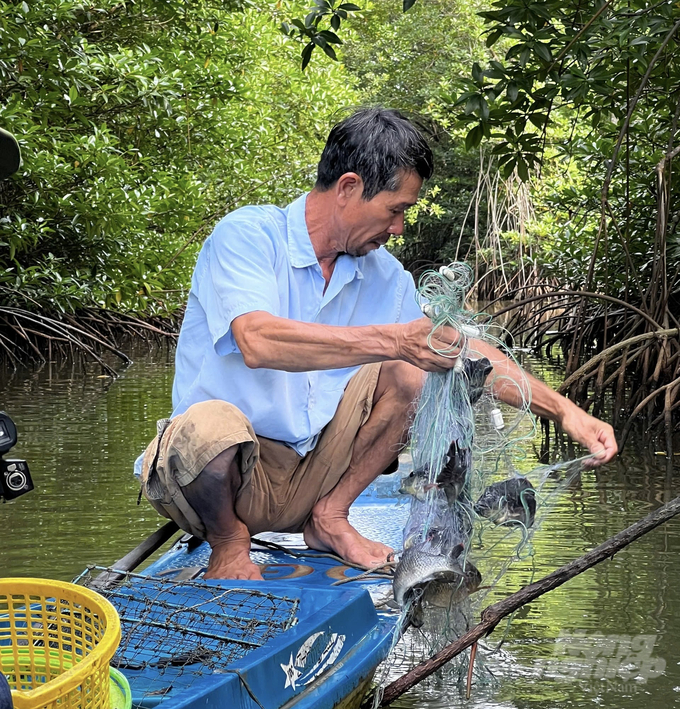 According to evaluations, the forest shrimp farming model yields an average profit of about VND 80 million/ha/year for farmers. Photo: Trong Linh.