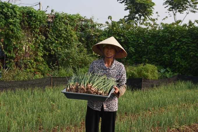 Harvesting onions at Gen Green organic farm (Phuc Tho district, Hanoi City). Photo: Duong Dinh Tuong.