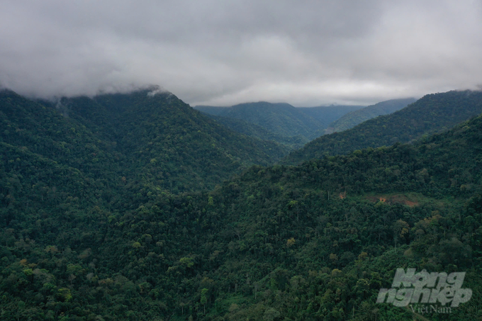 The forest environmental service payment policy plays a crucial role in forest management and protection. Photo: Ngoc Diep.