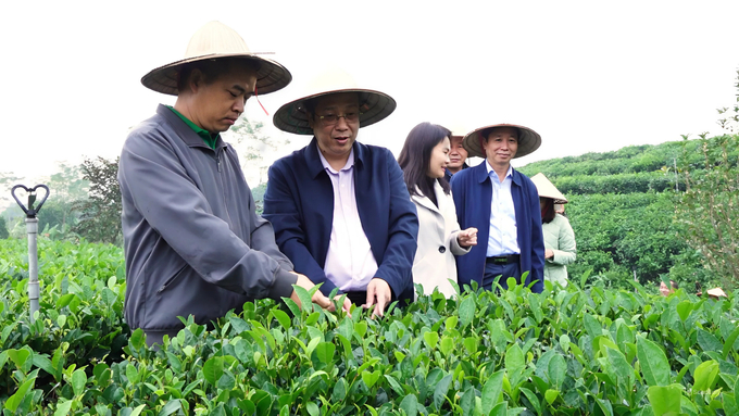 Đoàn công tác Bộ NN-PTNT thăm HTX Trà và Du lịch cộng đồng Tiến Yên. Ảnh: Quang Linh.