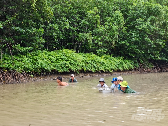 Residents of Ngoc Hien district make a living under the canopy of mangrove forests. Photo: Trong Linh.