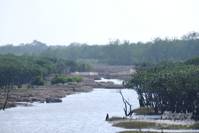 Khu vực cồn Xanh (huyện Nghĩa Hưng, Nam Định). Ảnh: Kiên Trung.