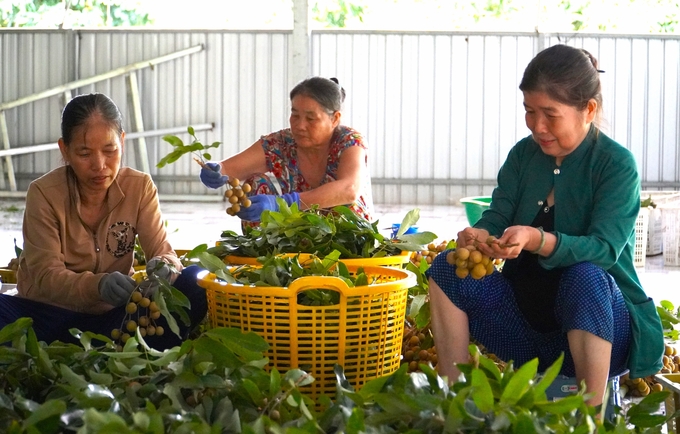 Đến cuối năm 2024, tỷ lệ hộ nghèo của TP Cần Thơ còn 0,09% so với hộ dân, tương đương 350 hộ. Ảnh: Kim Anh.