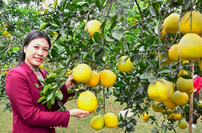 Cây bưởi giúp cho nhiều huyện ngoại thành Hà Nội phát triển kinh tế. Ảnh: Dương Đình Tường.