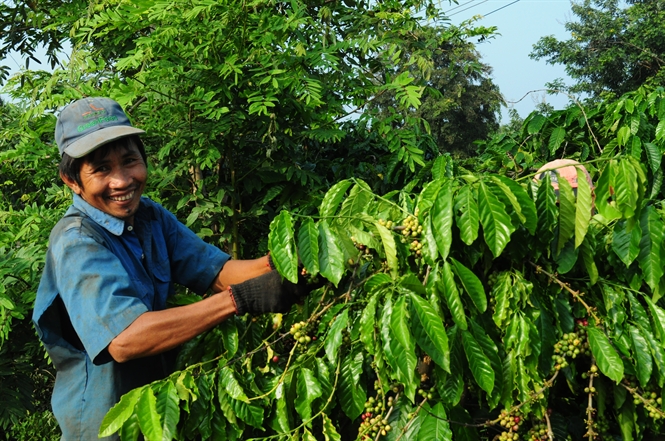 Phân bón Văn Điển không tan trong nước, chỉ tan trong dung dịch a xít yếu do rễ cây tiết ra, cây cần đến đâu phân hòa tan đến đó nên hạn chế bị rửa trôi.