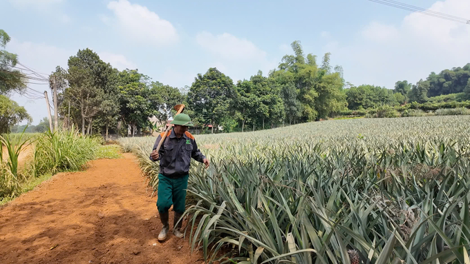 Ngoài công việc kinh doanh phân bón, ông Lê Xuân Ngoan còn trồng dứa trên diện tích 2ha. Ảnh: Khắc Cường.