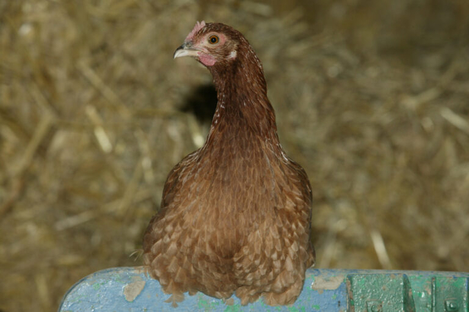 Various amendments and clarifications have been made to the the RSPCA’s Welfare Standards for Laying hens. Photo: Henk Riswick.