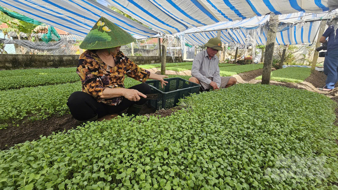 Nhiều hộ gia đình trồng rau tại vùng chuyên canh Hòa Luật Nam có thể có thu nhập 30 triệu đồng mỗi tháng. Ảnh: T. Đức.