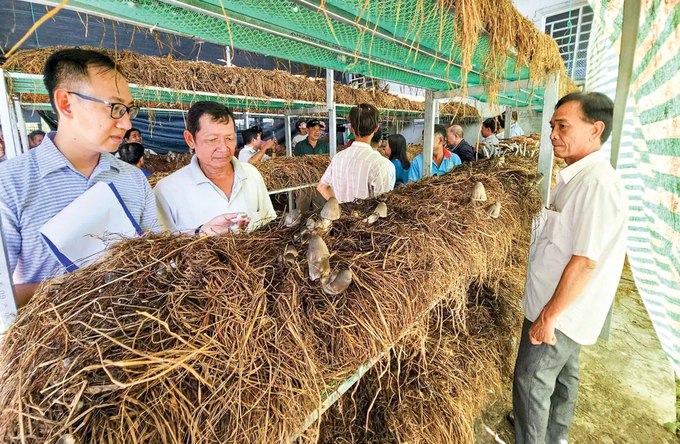 When promoting a circular economy, straw is considered an available material source in Vietnam. Photo: Khanh Trung.