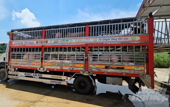 The specialized vehicle for transporting pigs at the Thanh Hoa Pig Sales Center is thoroughly cleaned before hitting the road. Photo: Quoc Toan.