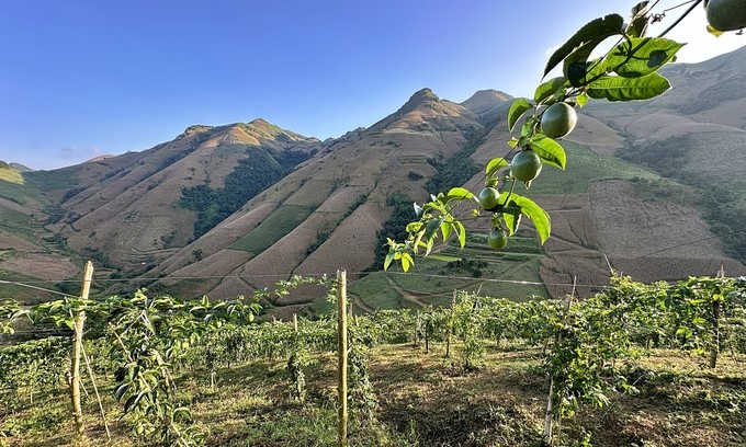 Compared to other plants, passion fruit is extremely easy to grow and suitable for Son La soil. Photo: Duc Binh.