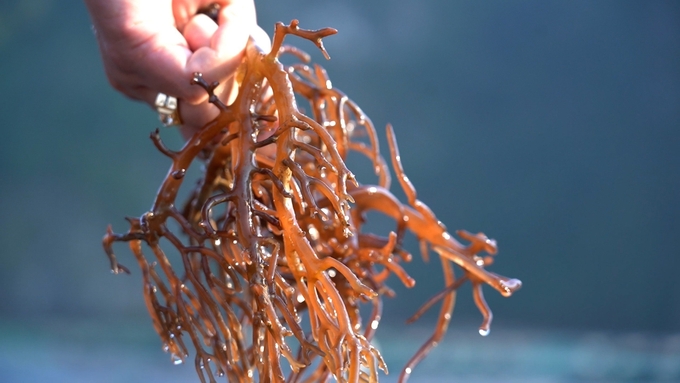 Effectively harnessing the seaweed industry not only brings economic benefits but also plays a significant role in environmental protection. Photo: Hong Tham.