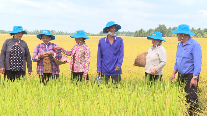 Người trồng lúa tại Trà Vinh tham quan thực tế cánh đồng mẫu sử dụng bộ sản phẩm VINCO. Ảnh: Hồ Thảo.