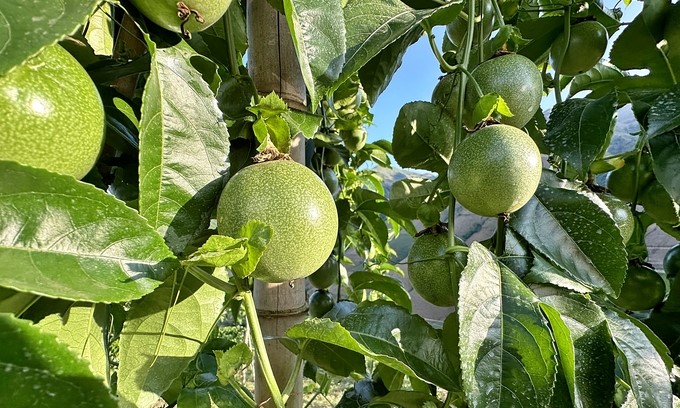 Many people in Son La have become better off thanks to passion fruit trees. Photo: Duc Binh.