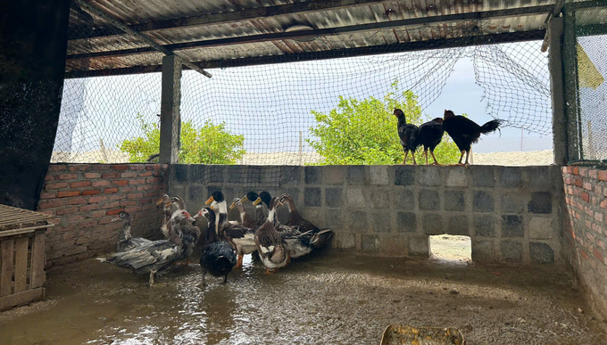 Mô hình chăn nuôi gia súc, gia cầm đươc Trung tâm Nghiên cứu Chuyển giao Tiến bộ Kỹ thuật nông nghiệp chuyển giao ra các đảo thuộc quần đảo Trường Sa trong năm 2024. Ảnh: Ngô Xuân Chinh.