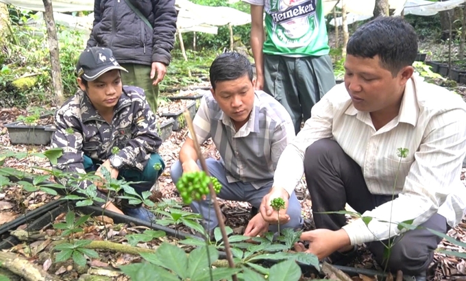 Xây dựng sâm Ngọc Linh thành thương hiệu quốc gia. Ảnh: Tuấn Anh.