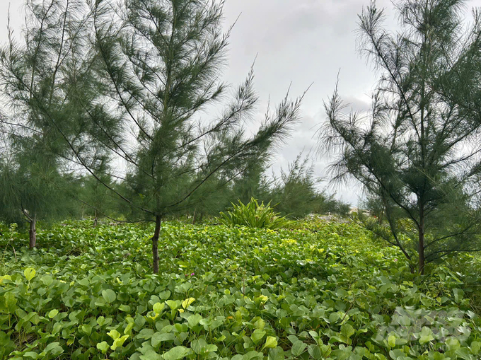 Những rặng phi lao và rau muống biển đang phát triển xanh tốt tại đảo Sơn Ca. Ảnh: Ngô Xuân Chinh.