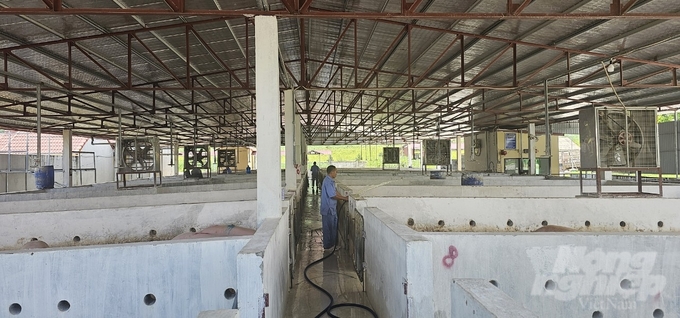 Staff at the Thanh Hoa Pig Sales Center handle the environment when introducing pigs into the temporary holding area. Photo: Quoc Toan.