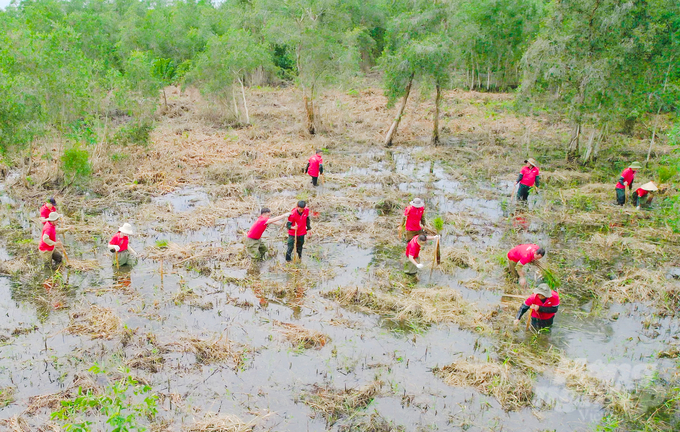 The newly planted cajeput forest area supported by J&T Express at U Minh Thuong National Park. Photo: Le Hoang Vu.