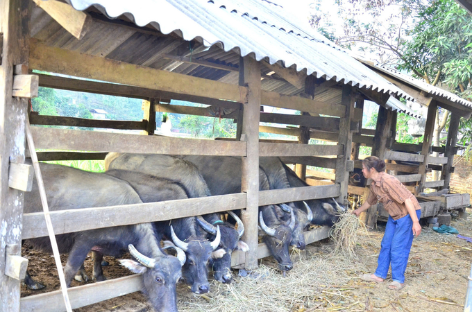 Người dân cần chủ động dự trữ nguồn thức ăn cho đàn gia súc trong mùa đông. Ảnh: Ngọc Tú. 