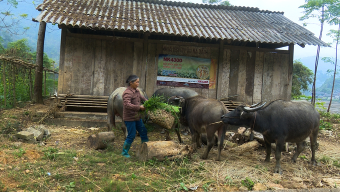 Tại Bắc Kạn, rét đậm, rét hại thường kéo dài, do đó người chăn nuôi không nên chủ quan, cần chuẩn bị đầy đủ thức ăn, che kín chuồng trại. Ảnh: Ngọc Tú. 