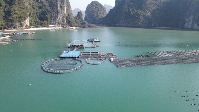 The integrated farm model combining seaweed cultivation, oyster farming, and experiential tourism by STP Group at Phat Co Island, Van Don district, Quang Ninh province. Photo: HT.