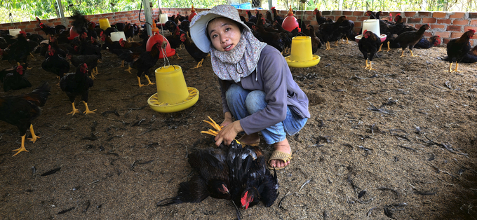 Gà Minh Dư nuôi 100 ngày đạt trọng lượng 2,3-2,5kg/con.