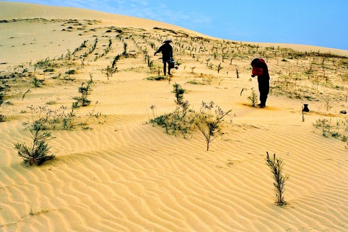 Combating desertification is considered one of humanity's top priorities today. Photo: Quynh Huong. 