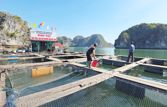 Trung tâm Quốc gia Giống Hải sản Miền Bắc đang lưu giữ hơn 15 loài cá biển quý hiếm và 5 loài nhuyễn thể có giá trị thương mại. Ảnh: Đinh Mười.