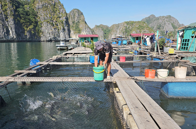 Cá biển cần cho ăn đủ chất để đảm bảo sức khỏe, sức đề kháng. Ảnh: Đinh Mười.