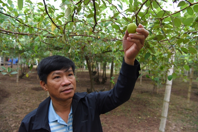 Một quả táo hè sót lại sau bão. Ảnh: Dương Đình Tường.