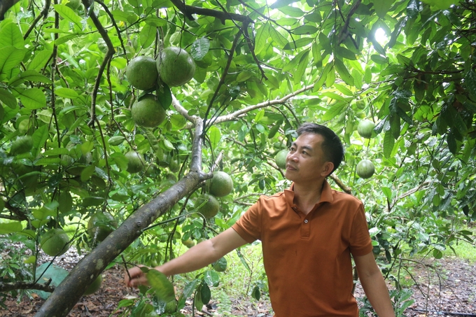 Vườn cây ăn quả của ông Vũ Duy Hiền, xã Hóa Trung, huyện Đồng Hỷ, tỉnh Thái Nguyên. Ảnh: Phạm Hiếu.