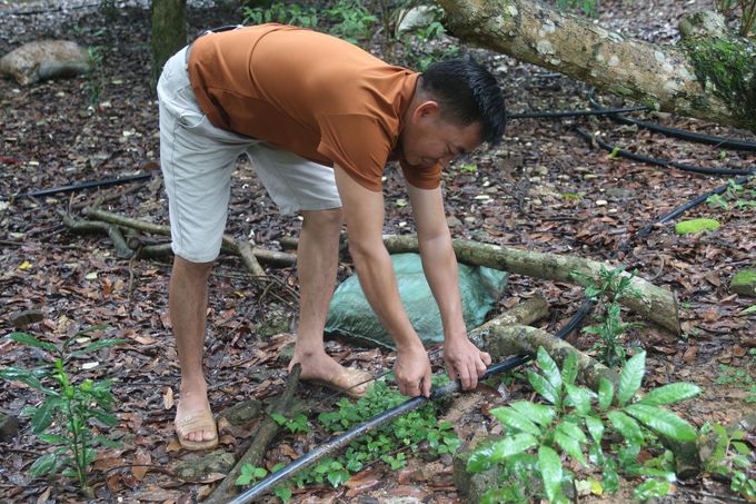 Mr. Hien's family was the first household in the locality to install an automatic irrigation system for their orchard since 2017. Photo: Pham Hieu.