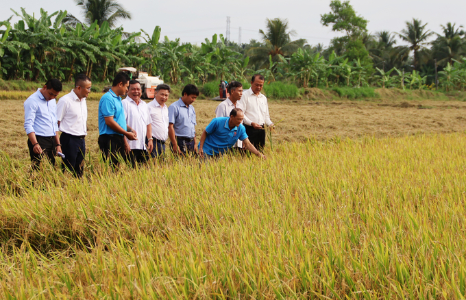 Nông dân phấn khởi tham quan mô hình lúa phát thải thấp tại Trà Vinh. Ảnh: Hồ Thảo.