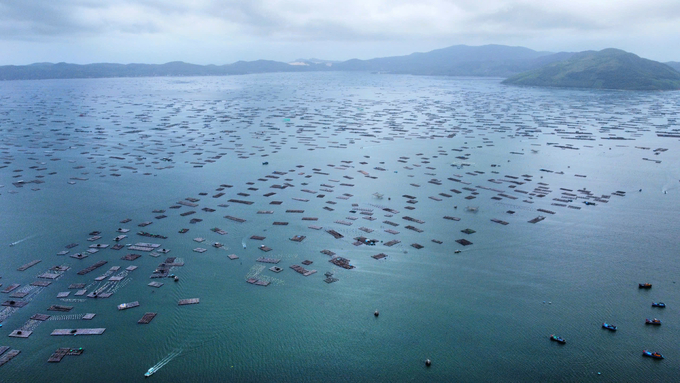 Song Cau Town (Phu Yen) currently has more than 129.000 lobster cages. Photo: PC.