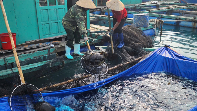 Việc sử dụng thuốc và hóa chất trong phòng, trị bệnh cho cá cần khoa học và tuân thủ đúng hướng dẫn. Ảnh: Đinh Mười.