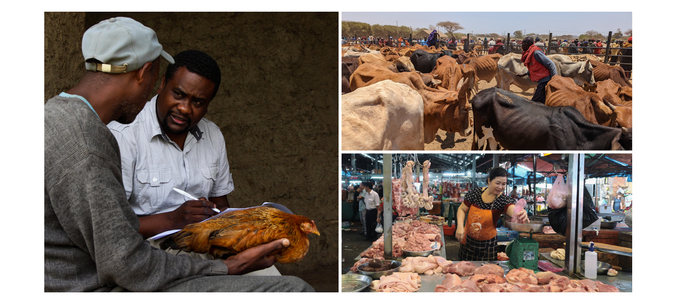 ILRI focuses on enhancing livestock productivity in its partner countries. Photo: ILRI.