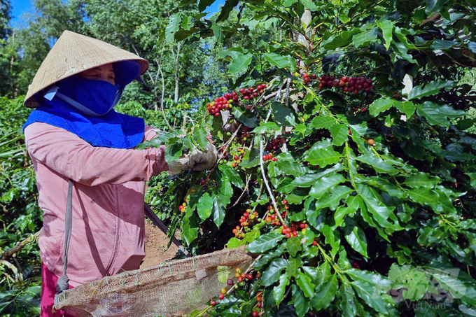 Tái canh cà phê giúp tăng năng suất 1,2 - 1,5 lần. Ảnh: Võ Dũng.