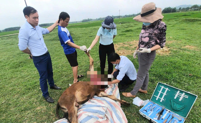 Local farms received support for a total of 20 buffaloes and cows infected with lumpy skin disease. Photo: Thanh Nga.