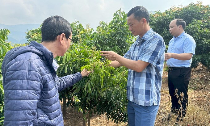 Mr. Luong Van Muoi (right) takes care of the longan garden. Photo: Duc Binh.