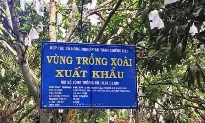 Mango growing area for export at Chieng Hac Safe Agricultural Cooperative. Photo: Duc Binh.