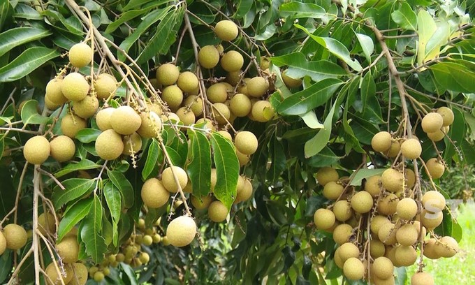 Song Ma district is promoting the area of growing early ripe longan. Photo: Duc Binh.