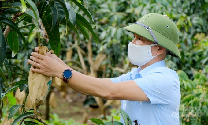 Thanks to good care, Yen Chau mangoes often exceed the threshold of 1 kg/fruit. Photo: Bao Thang.