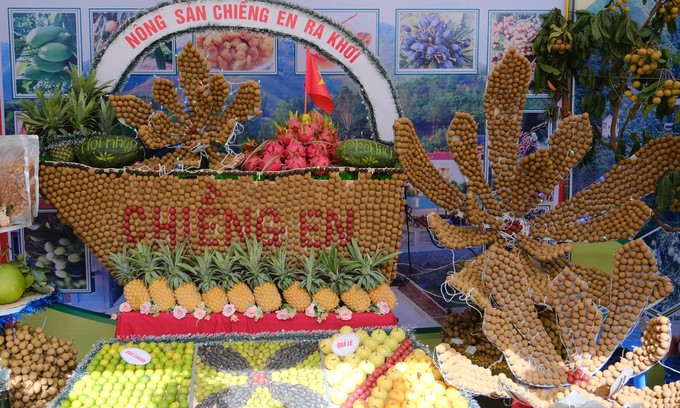 For many years, Song Ma district has periodically organized the Song Ma Longan Festival, attracting thousands of tourists. Photo: Bao Thang.